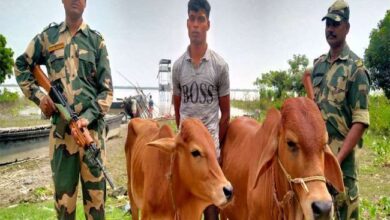 BSF nabbed a Bangladeshi smuggler along with two cattle in Malda West Bengal