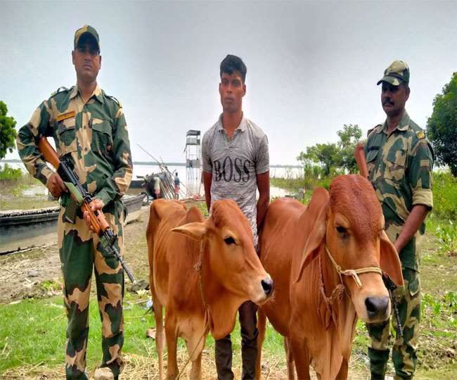 BSF nabbed a Bangladeshi smuggler along with two cattle in Malda West Bengal