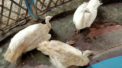 BSF frees rare species of white peacock from the clutches of smugglers in West Bengal