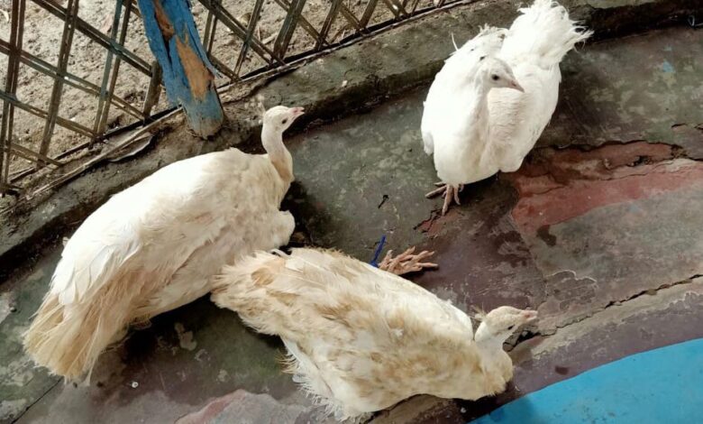 BSF frees rare species of white peacock from the clutches of smugglers in West Bengal