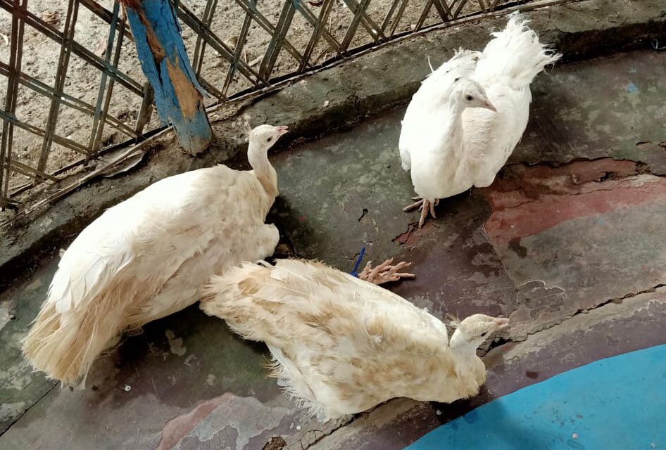 BSF frees rare species of white peacock from the clutches of smugglers in West Bengal