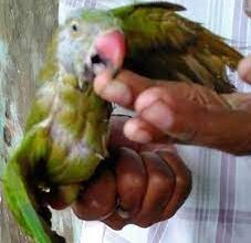 parrot was supplying drugs