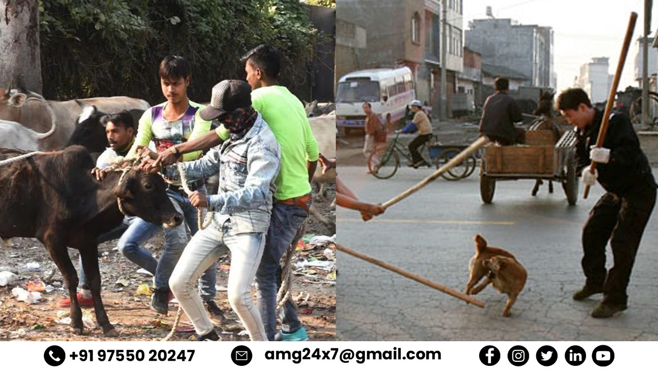 Don't know who is eating cow's first and dog's last bread