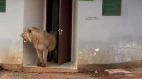 Babbar lion in public toilet