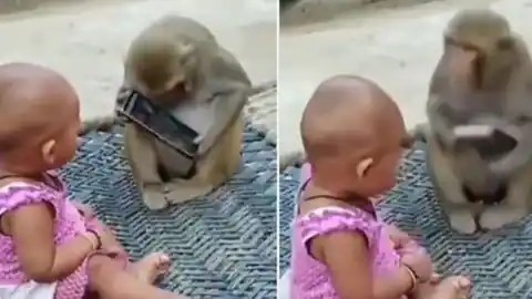 Viral Video: When the monkey started the phone, this was the reaction of the little girl, see further......