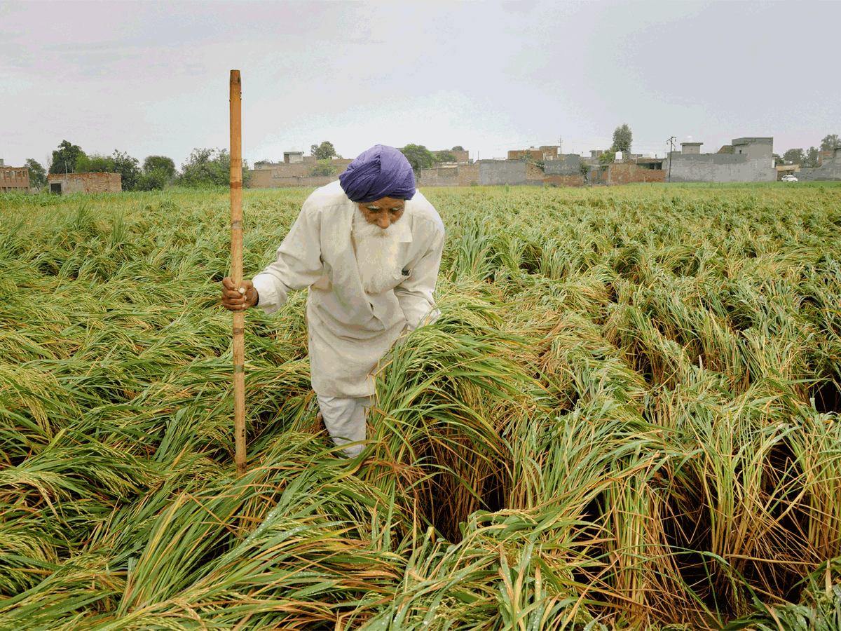 Something new: Now it is easy to sell 100 quintals of paddy to farmers, know why