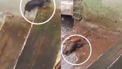 Rat terror in Sagar district hospital